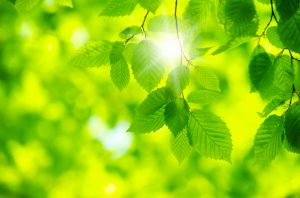 leaves